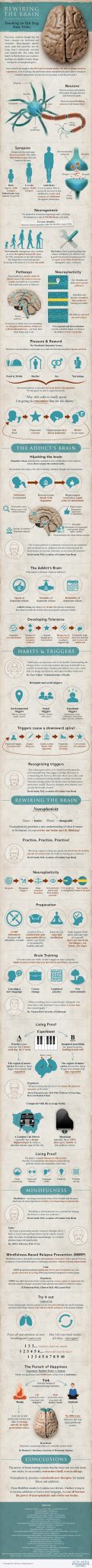 Rewiring the Brain Infographic