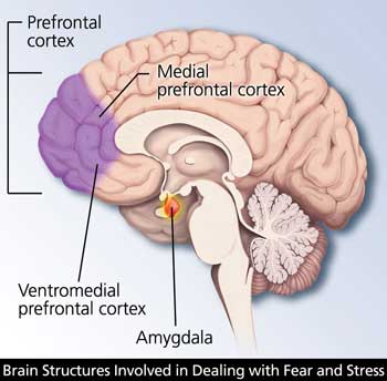 amygdala prefrontal cortex