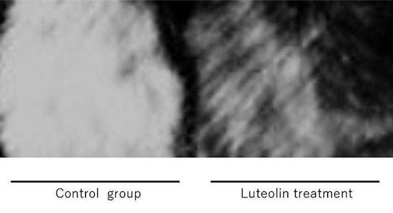 Anti graying effect of external luteolin treatment Credit Masashi Kato eurekalert